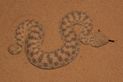 Cerastes vipera