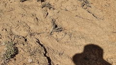 Psammophis lineolatus