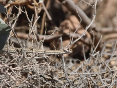 Psammophis lineolatus