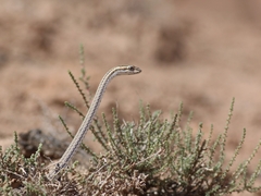 Psammophis lineolatus