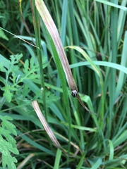 Zygogramma suturalis