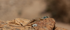 Pseudotrapelus sinaitus