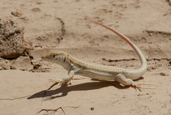 Acanthodactylus