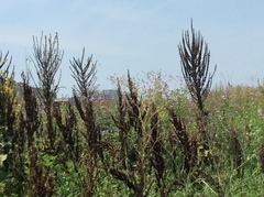 Verbascum speciosum speciosum