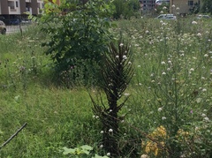 Verbascum speciosum speciosum