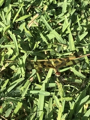 Celithemis eponina