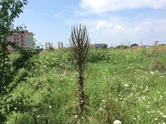 Verbascum speciosum speciosum
