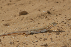 Acanthodactylus boskianus