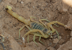 Leiurus hebraeus