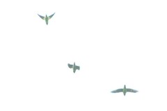 Brotogeris jugularis