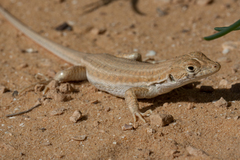 Acanthodactylus boskianus