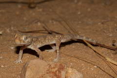 Stenodactylus sthenodactylus