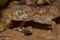 Stenodactylus sthenodactylus