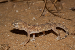 Stenodactylus sthenodactylus