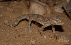Stenodactylus sthenodactylus