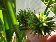 Sparganium erectum neglectum