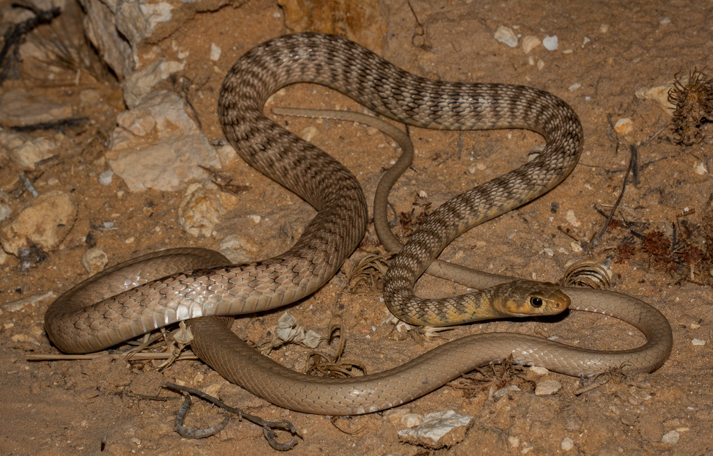 Sahara Racer