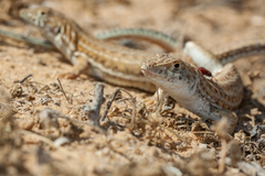 Acanthodactylus boskianus asper
