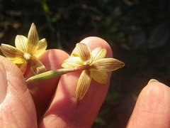 Hesperantha radiata