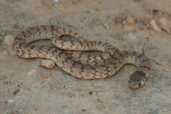 Eirenis coronelloides