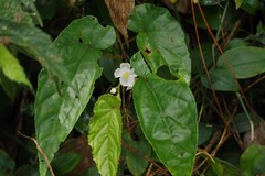 Begonia longifolia