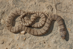 Eirenis coronelloides