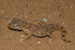 Stenodactylus