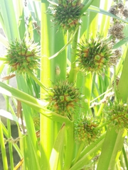 Sparganium erectum neglectum