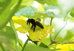 Xylocopa tranquebarorum