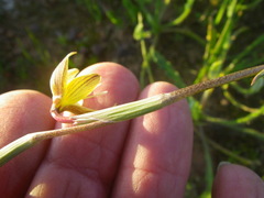 Hesperantha radiata