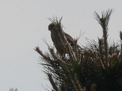 Falco tinnunculus