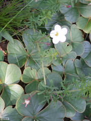Oxalis tenuifolia