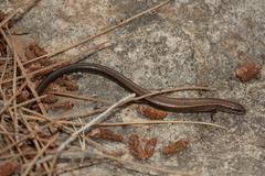 Ablepharus rueppellii