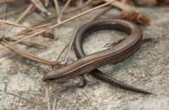 Ablepharus rueppellii