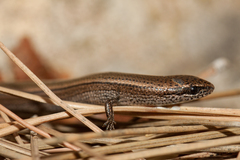 Ablepharus rueppellii