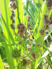 Sparganium erectum neglectum