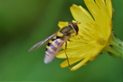 Syrphus vitripennis