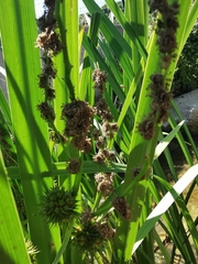 Sparganium erectum neglectum