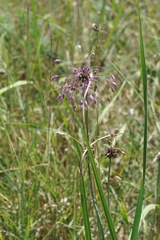 Allium carinatum