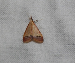 Pseudonoorda rubricostalis