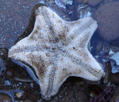 Asterina stellifera