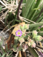Spergularia macrotheca macrotheca