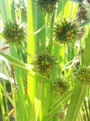 Sparganium erectum neglectum