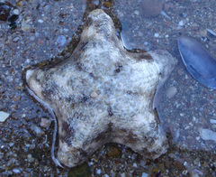 Asterina stellifera