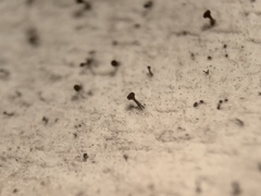 Chaenothecopsis debilis