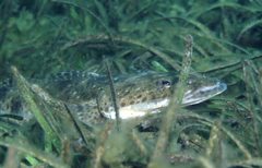 Platycephalus laevigatus