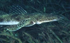 Platycephalus laevigatus