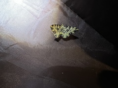 Monocerotesa flavescens