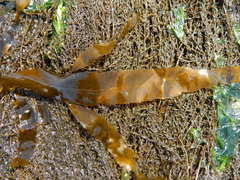 Desmarestia herbacea