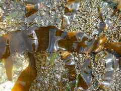 Desmarestia herbacea